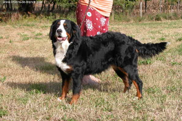 Tesse De la truffe en quercy