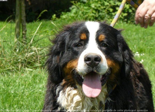 Tesse De la truffe en quercy